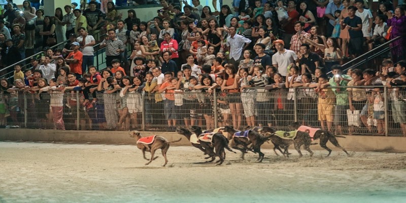 Giới thiệu chung về sự kiện đua chó Vũng Tàu