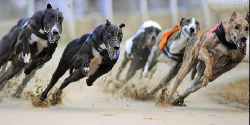 Giới thiệu đua chó Dubai