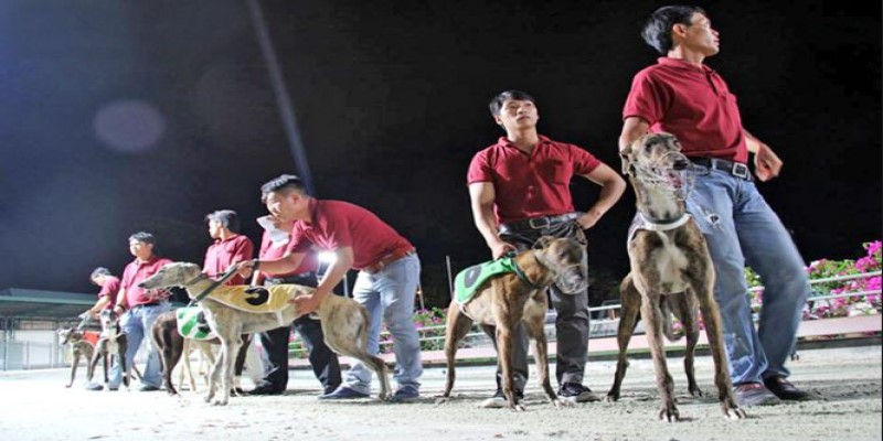 Kinh nghiệm chơi cá cược đua chó Vũng Tàu tại XO88