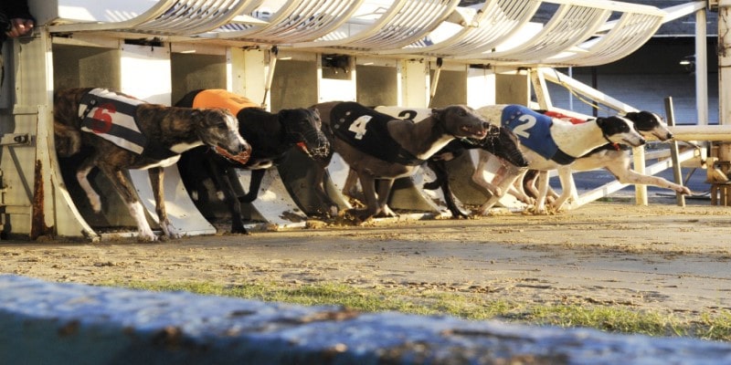 Một vài loại hình cá cược đua chó Greyhound  phổ biến trên website XO88